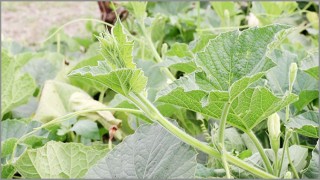 পুষ্টিগুণে ভরা লাউ শাকের উপকারিতা...